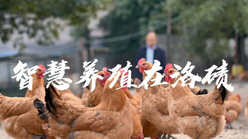 CDMO代工：揭秘医药研发背后的“隐形英雄