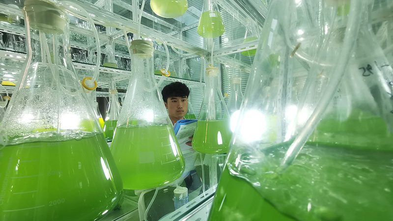 宠物抗体检测试剂盒：守护宠物健康的科技利器**